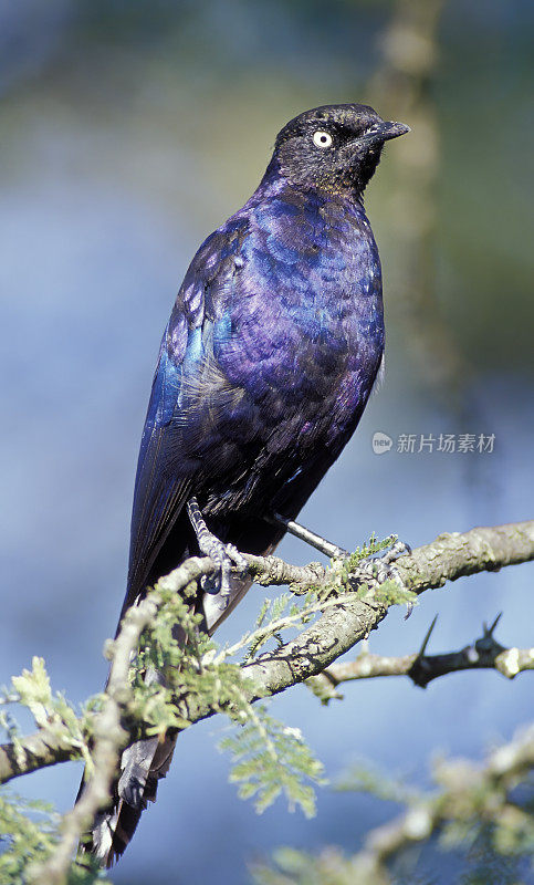 Rüppell的椋鸟(Lamprotornis purpurop翅目)，也被称为鲁培尔的光斑椋鸟和鲁培尔的长尾椋鸟，是Sturnidae科的一种椋鸟。肯尼亚马赛马拉国家保护区。